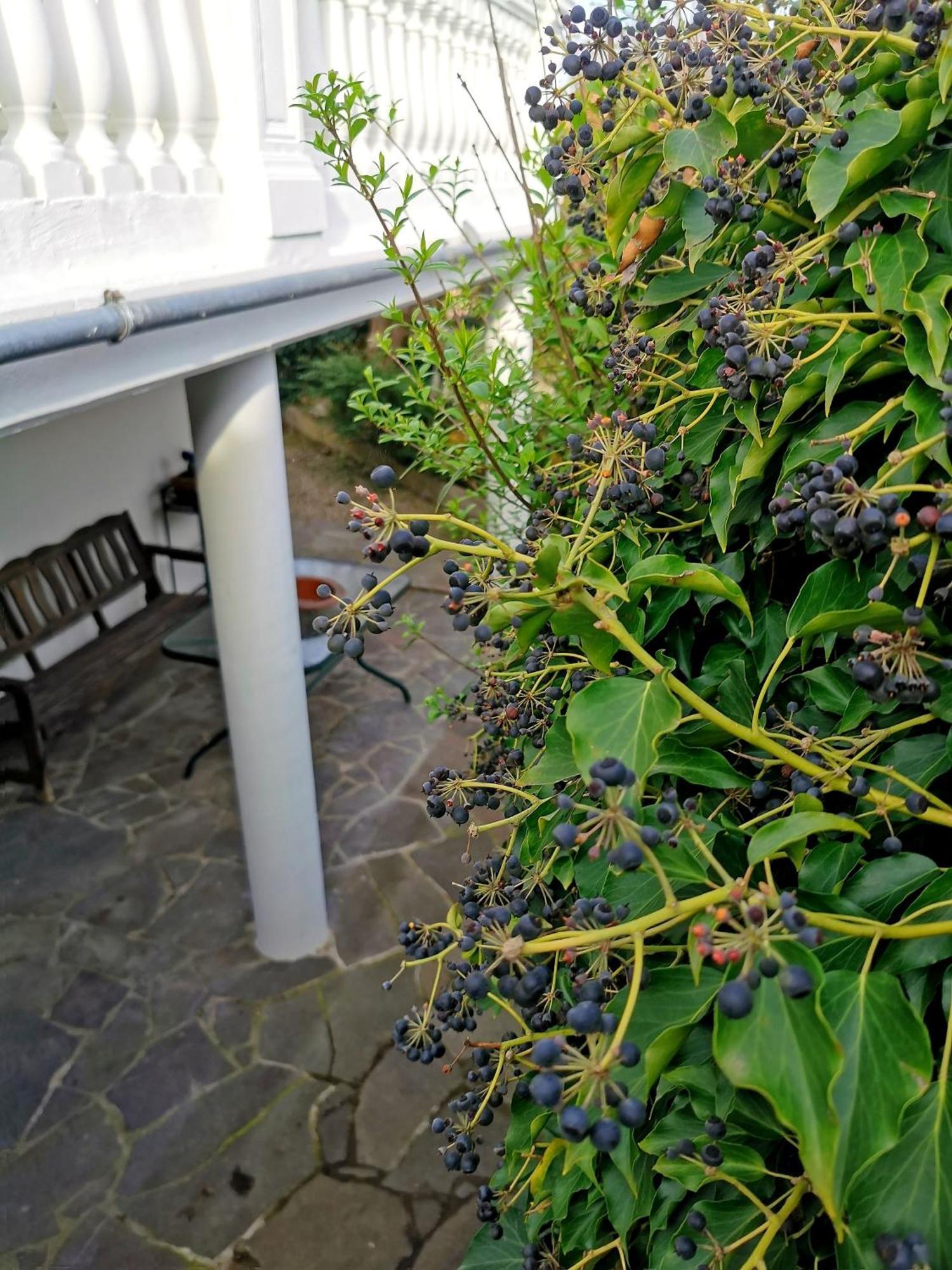 Alexa'S Appartment - Naehe Europa Park Endingen am Kaiserstuhl Exterior foto